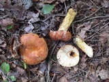 Russula mutabilis image