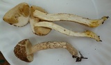 Leccinellum albellum image