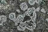 Rhizocarpon rubescens image