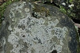 Rhizocarpon rubescens image