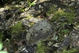 Rhizocarpon rubescens image