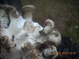 Osteina obducta image