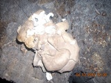 Osteina obducta image