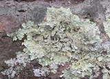Flavopunctelia flaventior image