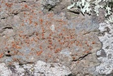 Caloplaca atroflava image