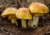 Amanita cochiseana image
