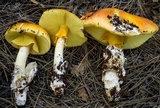 Amanita cochiseana image