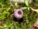 Laccaria amethystina image