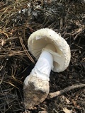 Amanita muscaria var. alba image