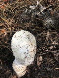 Amanita muscaria var. alba image