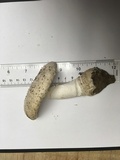 Amanita muscaria var. alba image