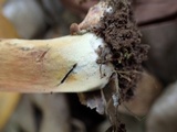Lanmaoa angustispora image