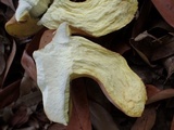 Lanmaoa angustispora image