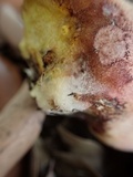 Lanmaoa angustispora image