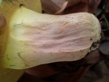 Lanmaoa angustispora image