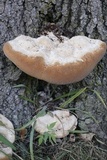 Inonotus dryadeus image