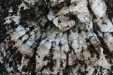 Inonotus dryadeus image