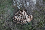Inonotus dryadeus image