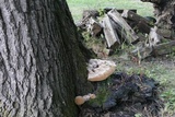 Inonotus dryadeus image