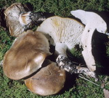 Lyophyllum fuligineum image