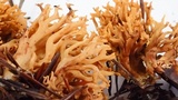 Phaeoclavulina myceliosa image