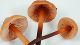 Phaeocollybia attenuata image