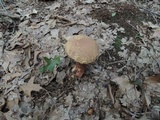 Aureoboletus russellii image