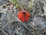 Hygrocybe acutoconica image