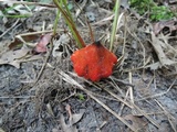 Hygrocybe acutoconica image