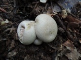 Scleroderma areolatum image
