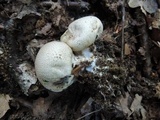 Scleroderma areolatum image