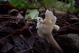 Helvella crispa image