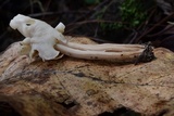 Helvella crispa image