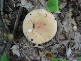 Russula ochraleucoides image
