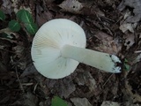 Russula ochraleucoides image