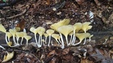 Chrysomphalina strombodes image