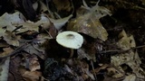 Lepiota atrodisca image
