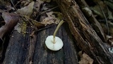 Lepiota atrodisca image