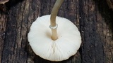 Lepiota atrodisca image