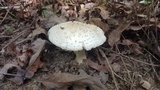 Amanita canescens image