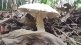 Amanita canescens image