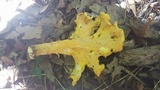 Cantharellus lateritius image