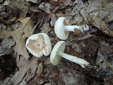 Rhodocollybia maculata image