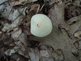 Rhodocollybia maculata image