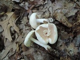 Rhodocollybia maculata image
