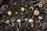 Scleroderma nitidum image