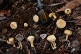 Scleroderma nitidum image