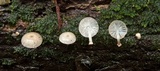 Mycena margarita image