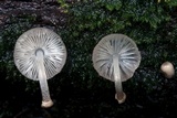 Mycena margarita image