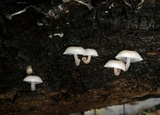 Mycena margarita image